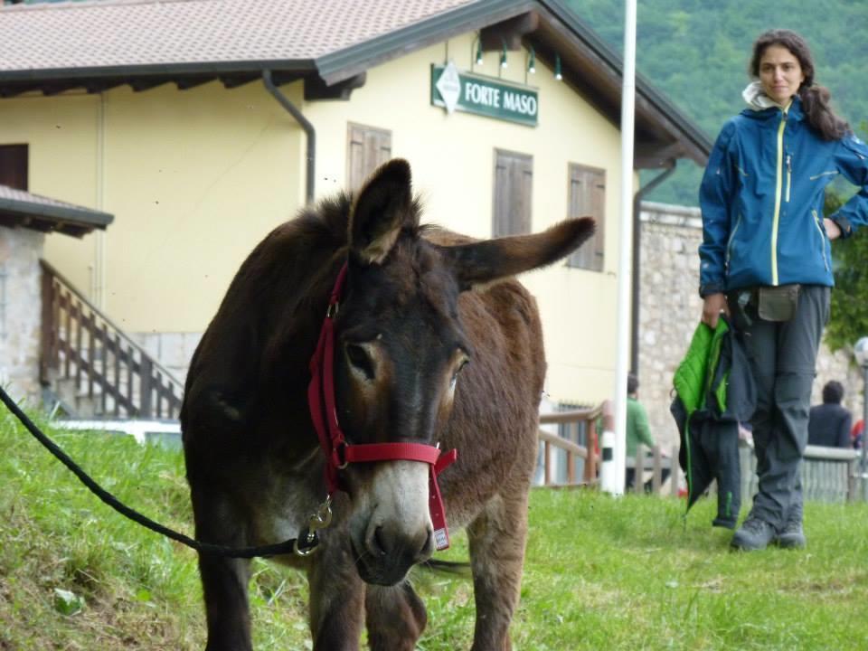 B&B Casabasoti Valli del Pasubio Eksteriør bilde